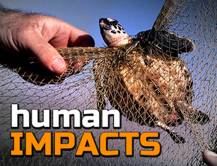 Human Impact - Endangered Wildlife Around the World